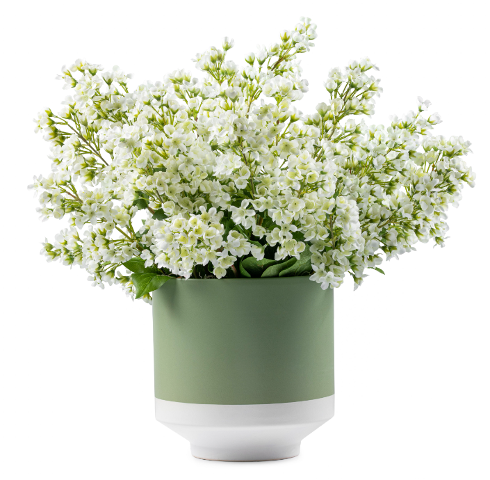 DH Bouvardia Green Floral Pot