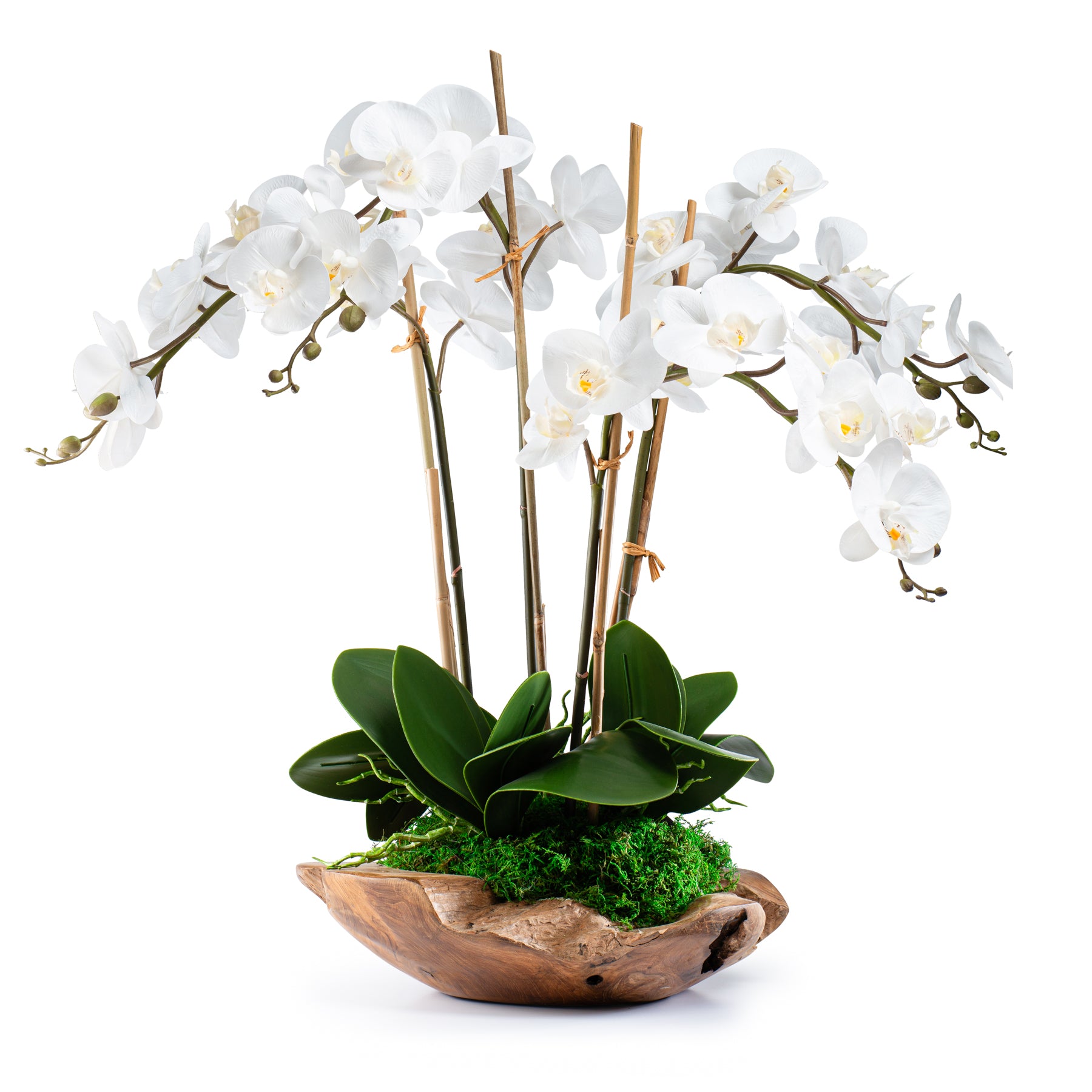 DH White Orchid in Wood Bowl