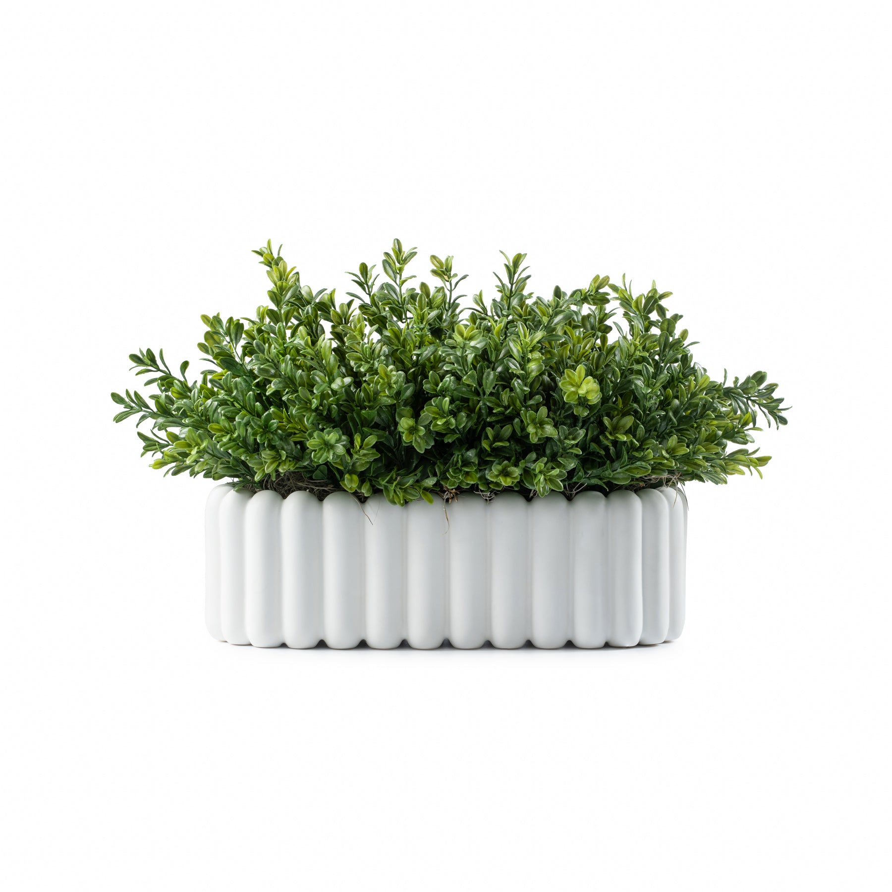 DH Scallop Oval Boxwood Pot