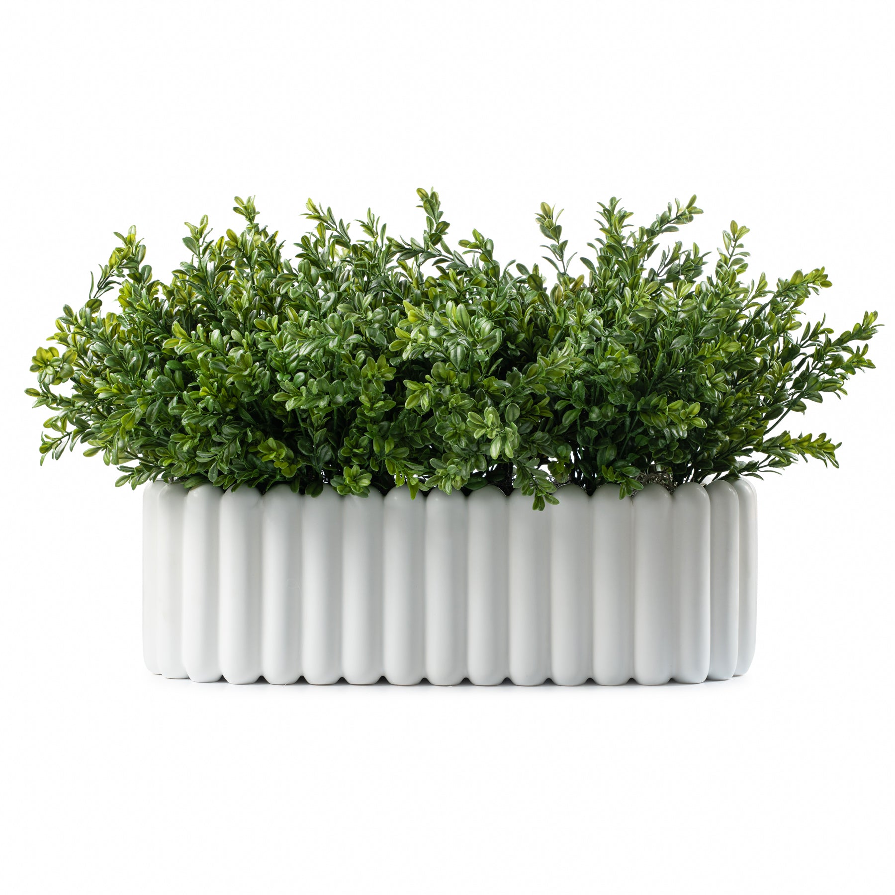 DH Scallop Oval Boxwood Pot