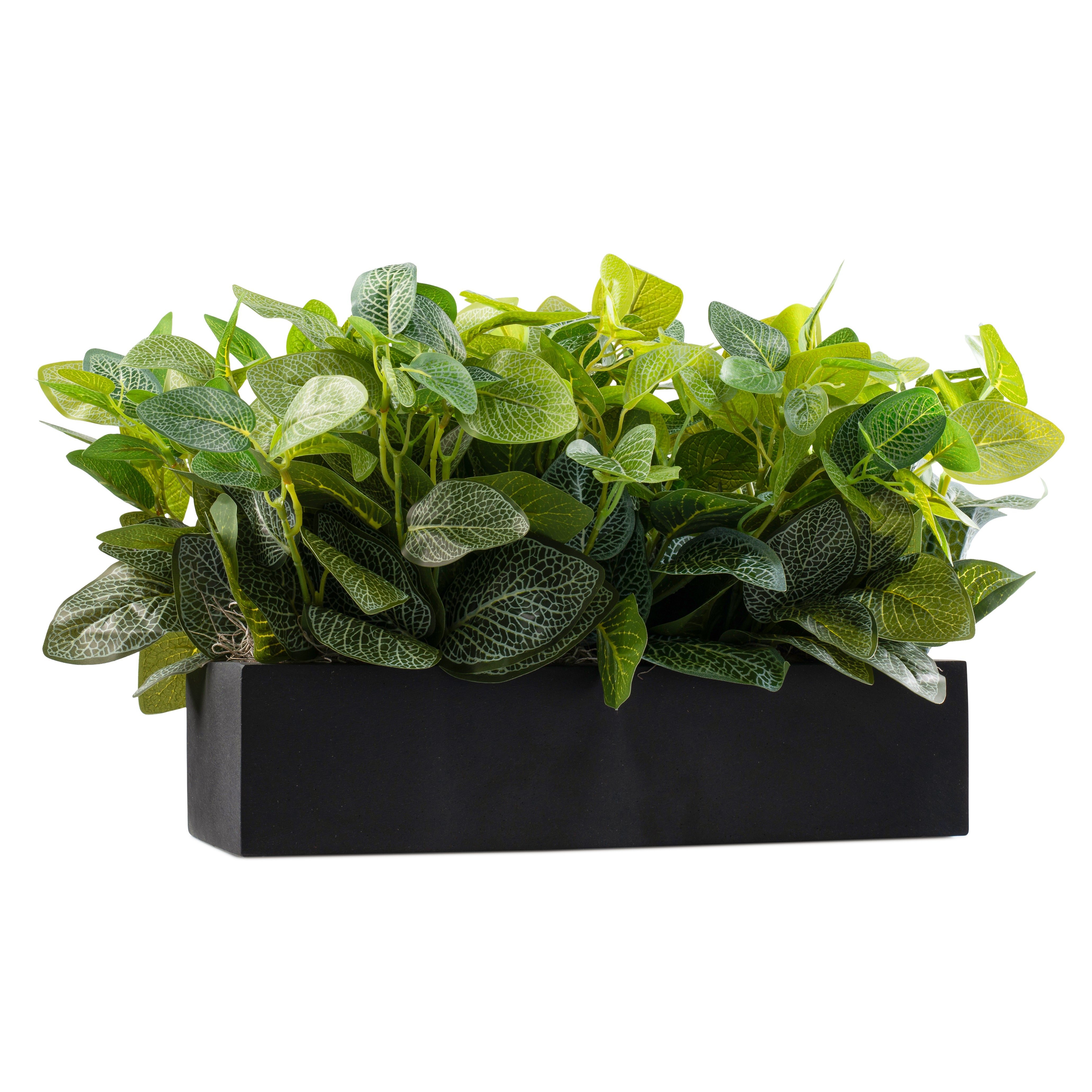 DH Outdoor Collection Fittonia Rectangle Black Pot