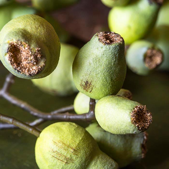 Eucalyptus Gum Nut Stem