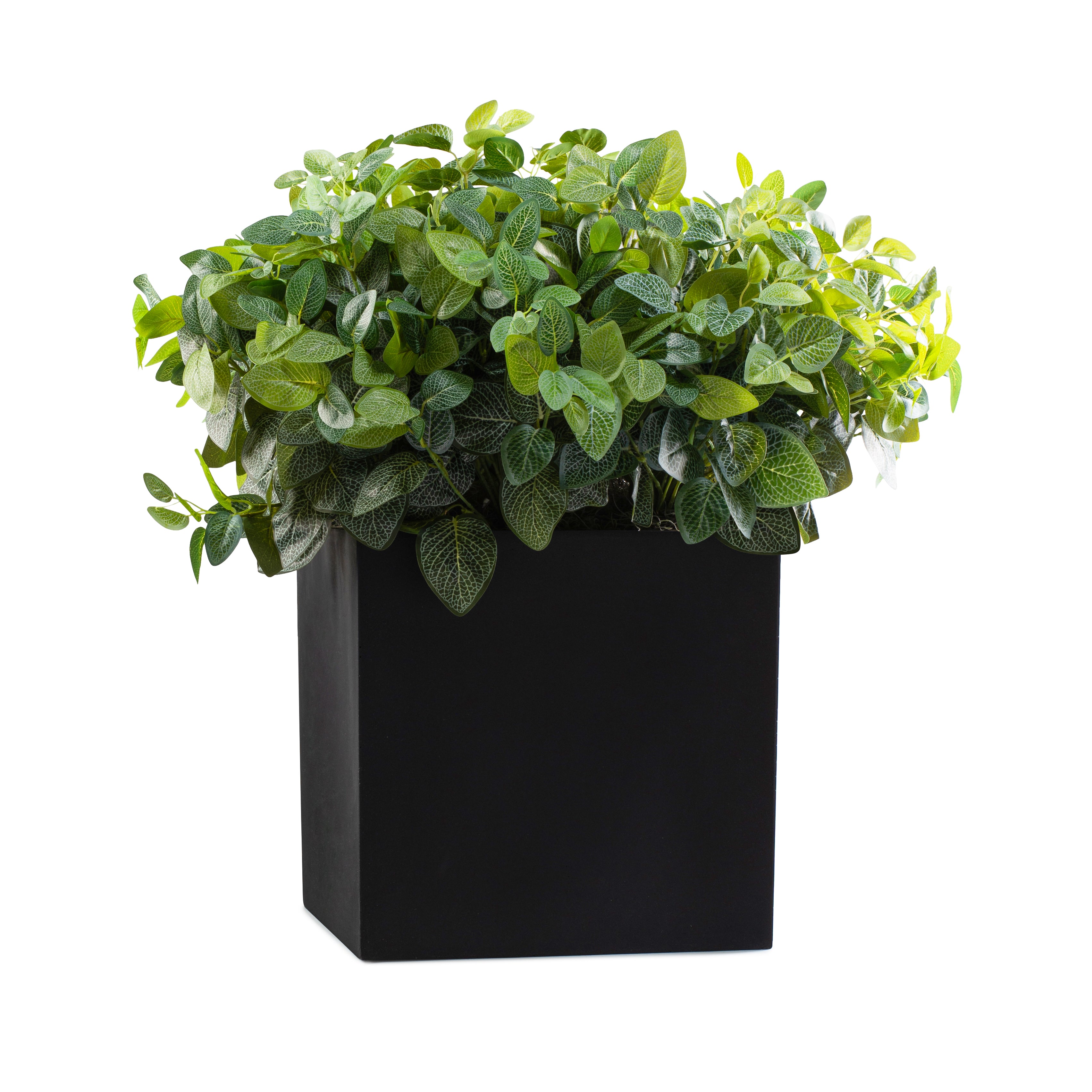 DH Outdoor Collection Fittonia Leaves Square Black Planter Pot