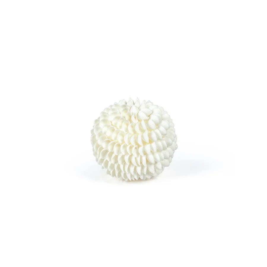 Natural Clamrose Sea Shell Fill Ball