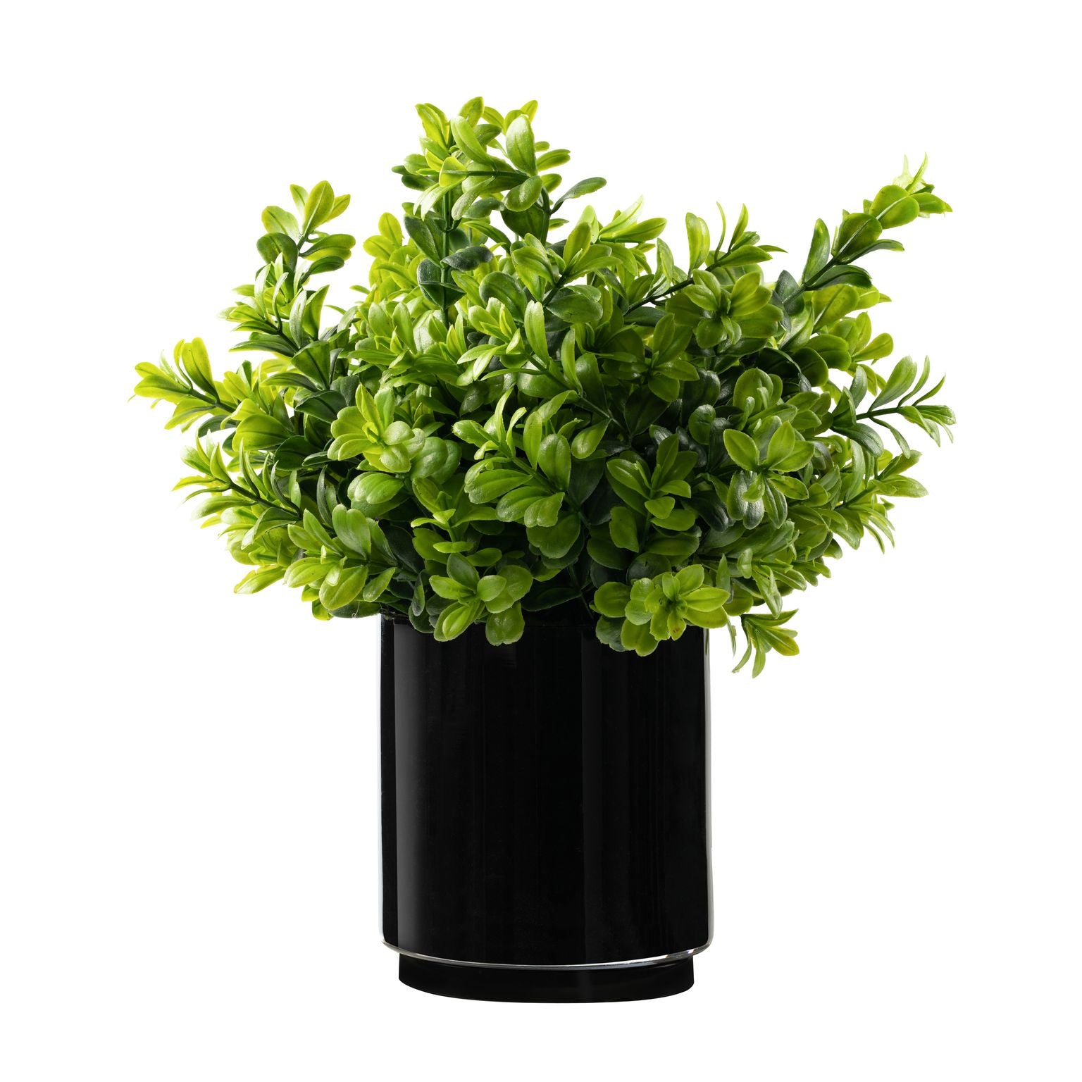 DH Black Glass Boxwood