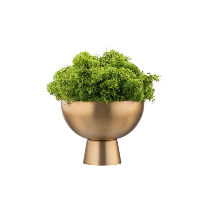 DH Gold Pedestal Mini Moss