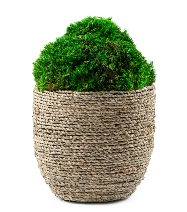 DH Moss Rattan Basket