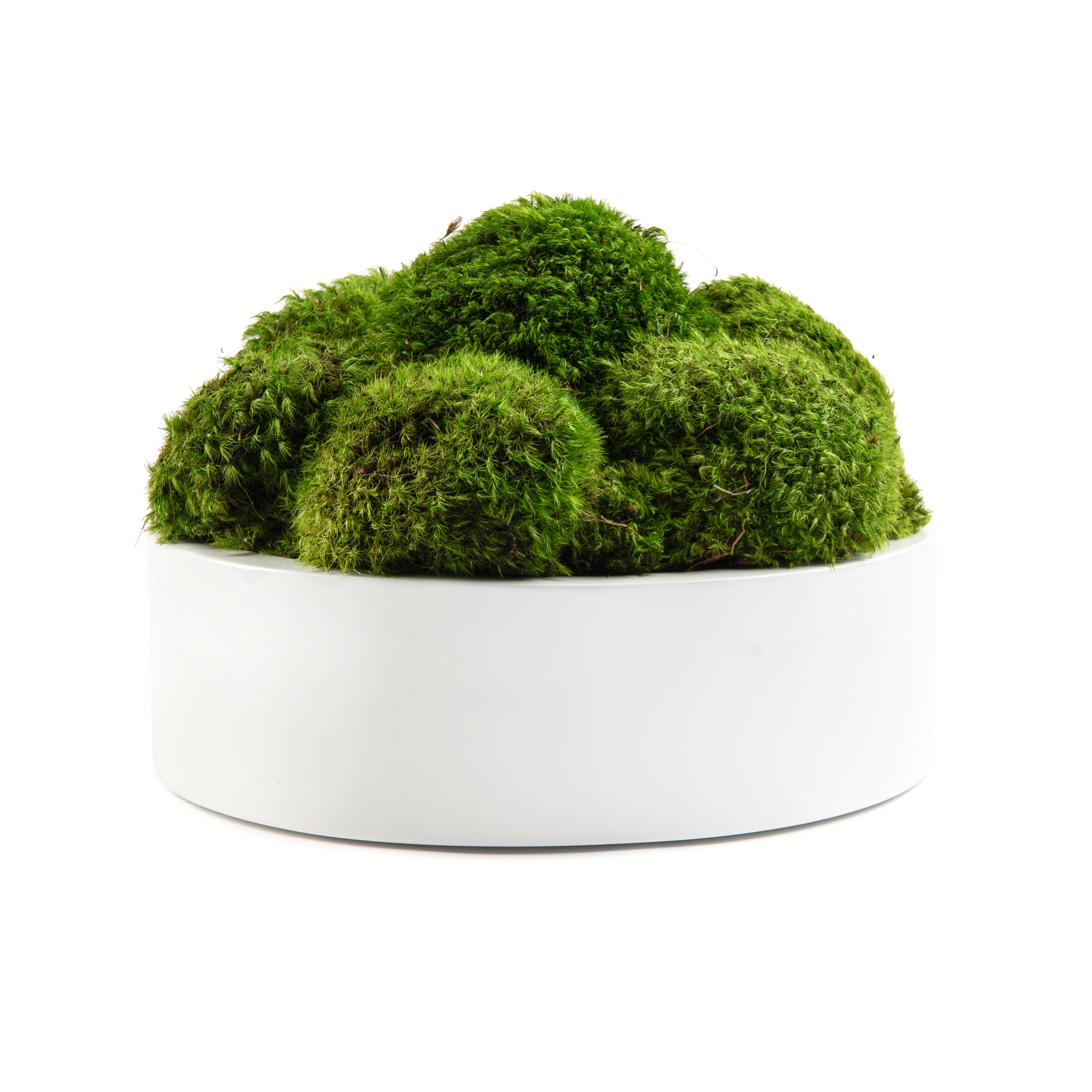 DH Moss Round Pot