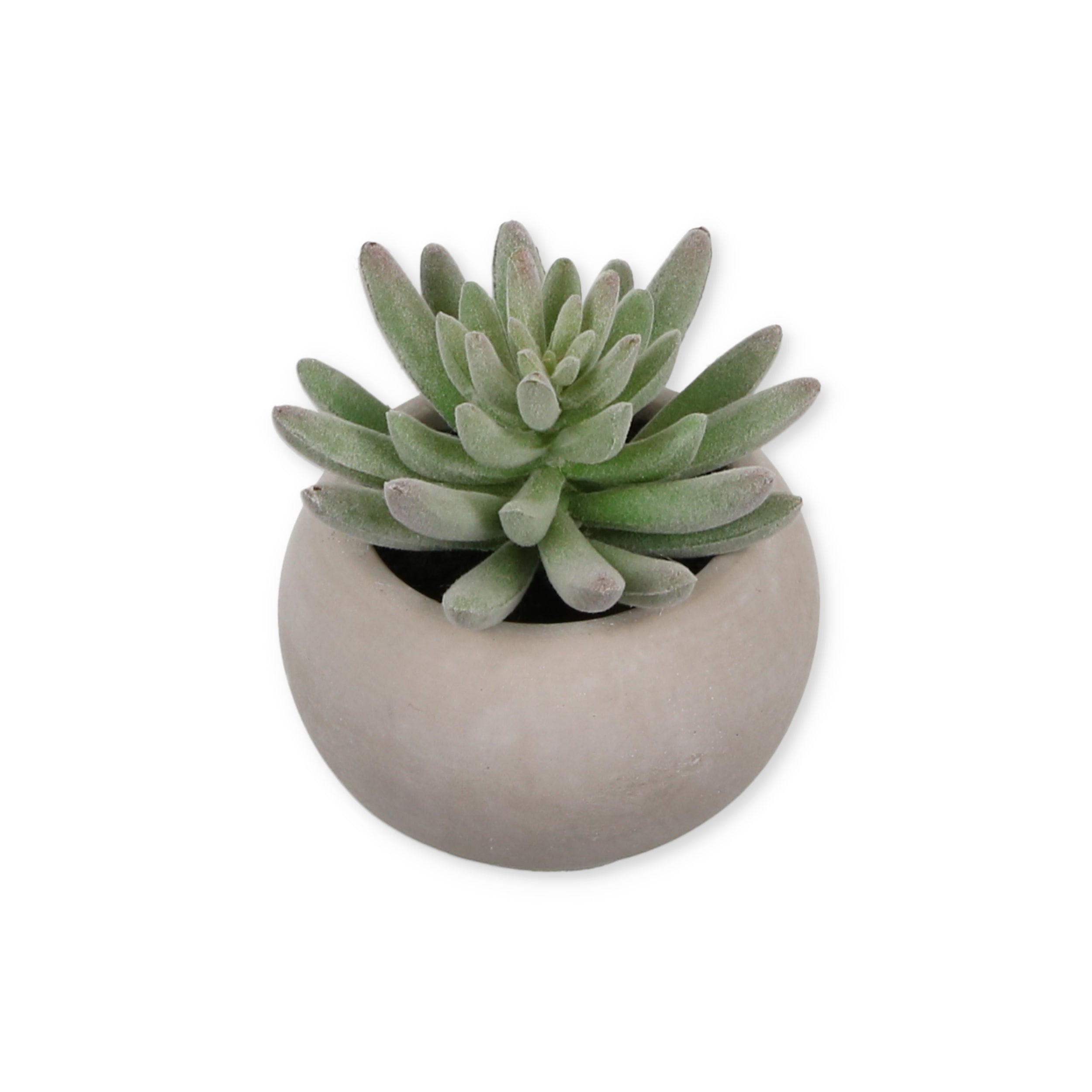 DH Succulent in Cement Pot