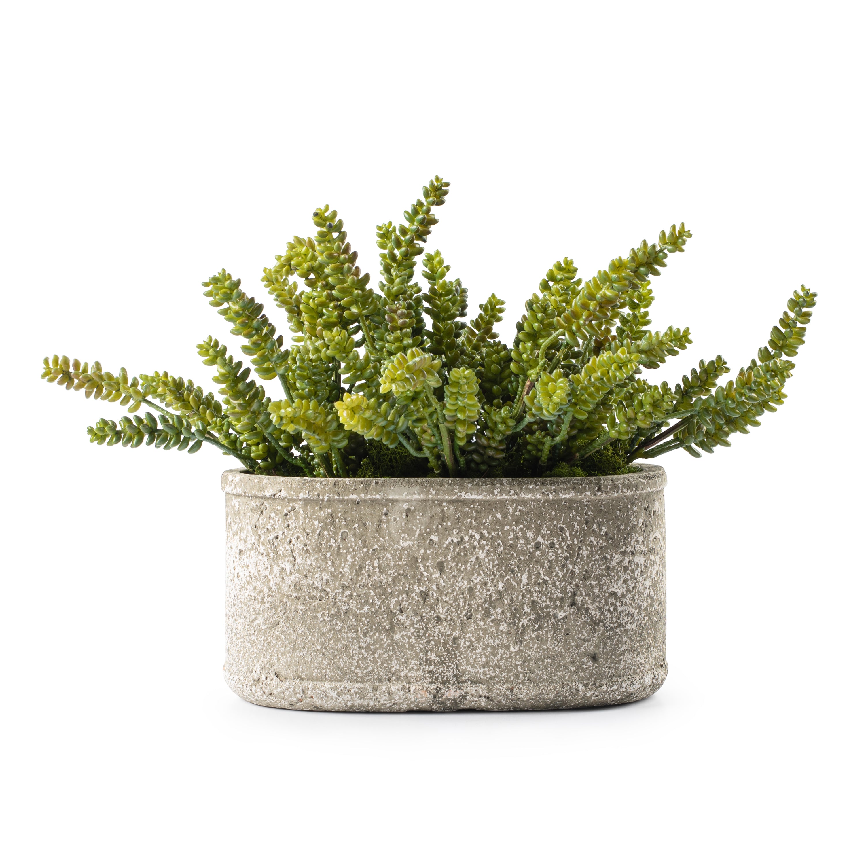 DH Succulents in Stone Oval Pot