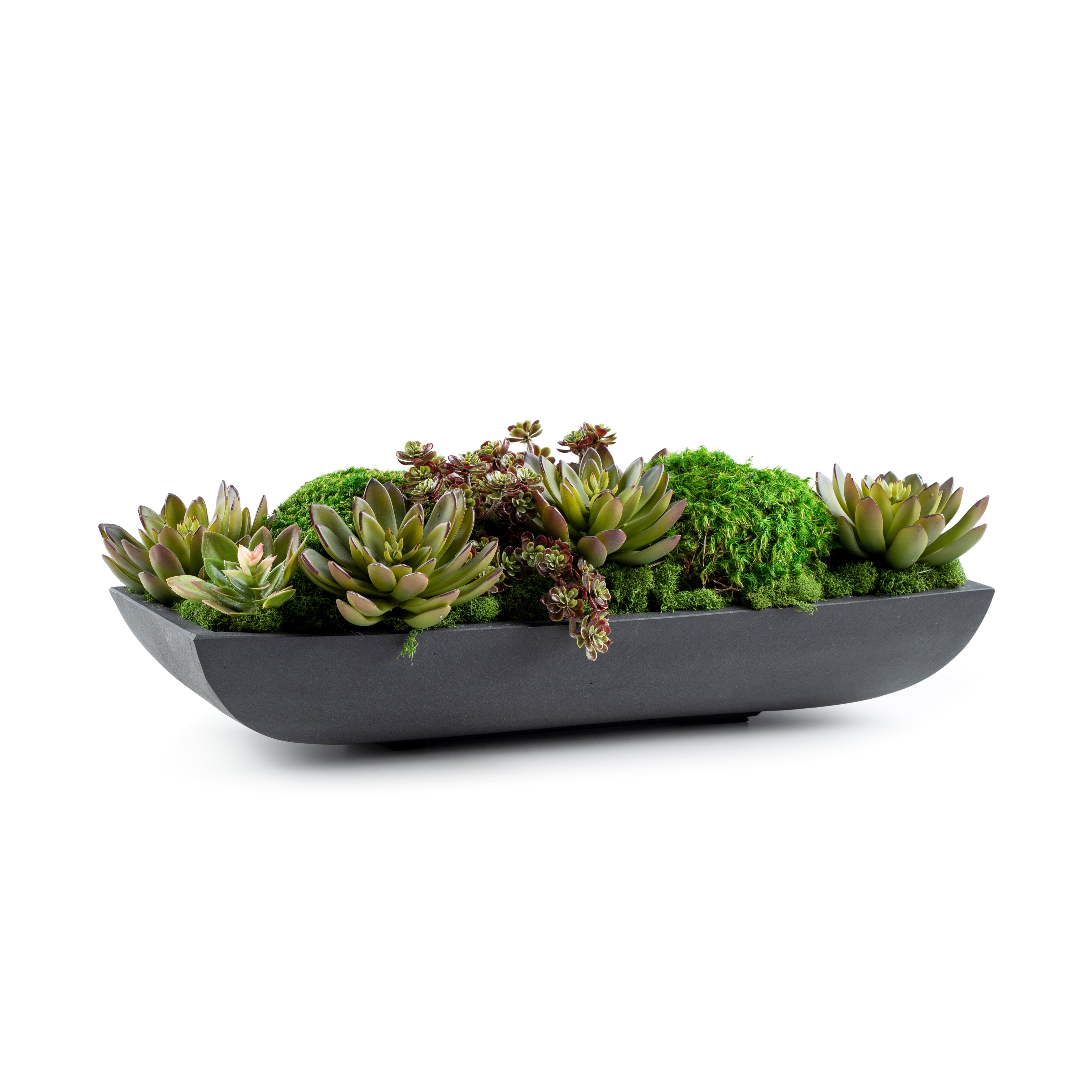 DH Moss Succulents Pot