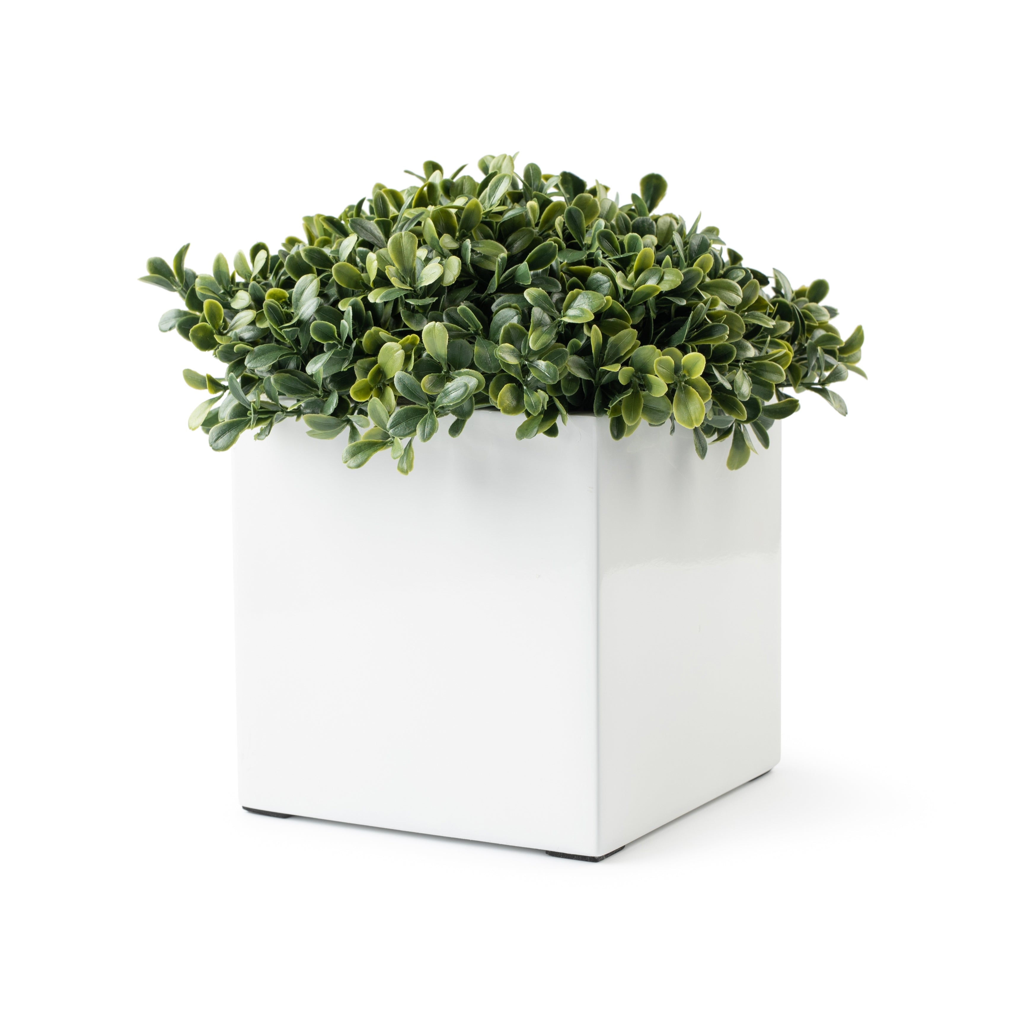 DH Mini White Square Boxwood Pot